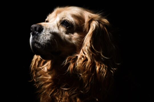 cocker spaniel